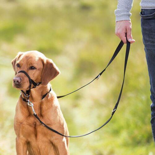 Trixie top Trainer Training Harness - trening traka za njušku XS 17cm Cene