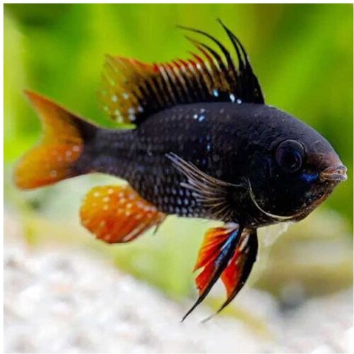 Akvarijum Centar black ram Cene