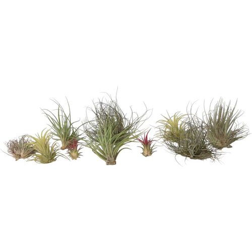 Plant in a Box tilancija - 10 kos - tillandsia - višina 5-15cm - ⌀5cm, (21758140) Cene