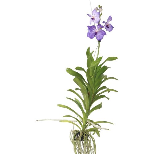Plant in a Box Orhideja vanda - Vanda 'New Blue' - Višina 55-65cm, (21758322) Cene