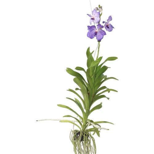 Plant in a Box Orhideja vanda - Vanda 'New Blue' - Višina 55-65cm, (21758322)