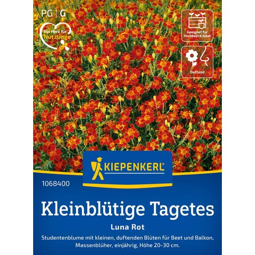 KIEPENKERL Žametnica z majhnimi cvetovi "Luna rdeča" - 1 pkt. Cene