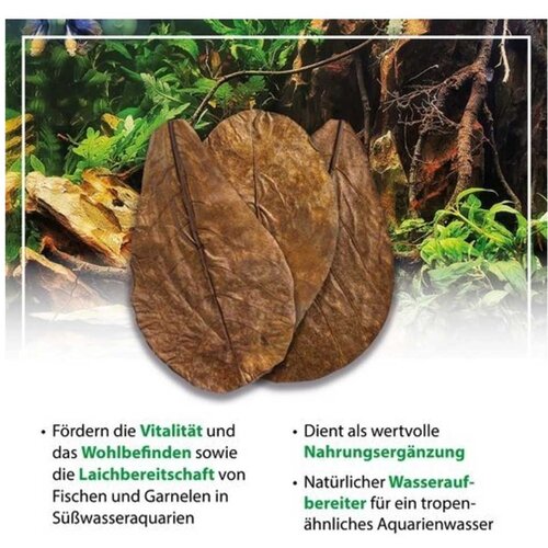Arka catappa leaves (10 kom ) - 20,5 - 27 cm Cene