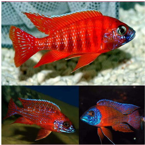 Akvarijum Centar rubin red peacock Cene