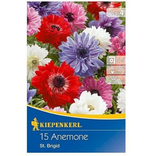 KIEPENKERL Lukovice ljetnog cvijeća (Anemone coronaria 'St. Brigid', 15 Kom.) Cijene