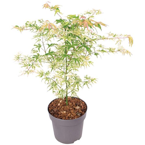Plant in a Box japonski javor - acer palmatum 'ukigumo' - višina 50-60cm - ⌀19cm, (21757446) Cene