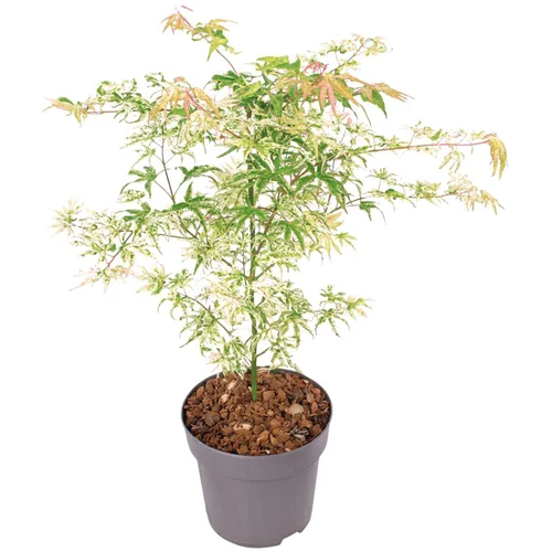 Plant in a Box Japonski javor - Acer palmatum 'Ukigumo' - Višina 50-60cm - ⌀19cm, (21757446)