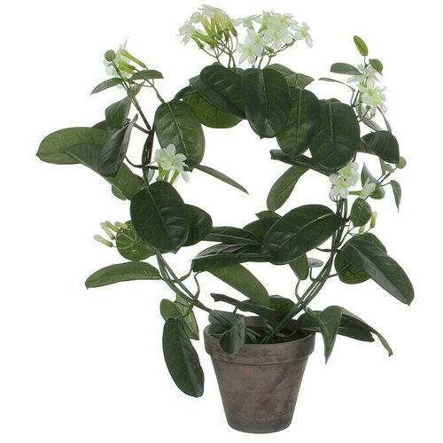  Umjetna biljka Stephanotis (50 cm, Blanca, Plastika) Slike