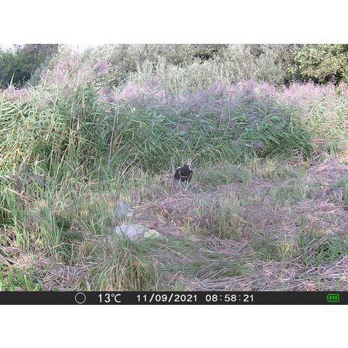 OXE Fotozamka Gepard II i metalna kutija + 32GB SD kartica i 4 baterije! Slike