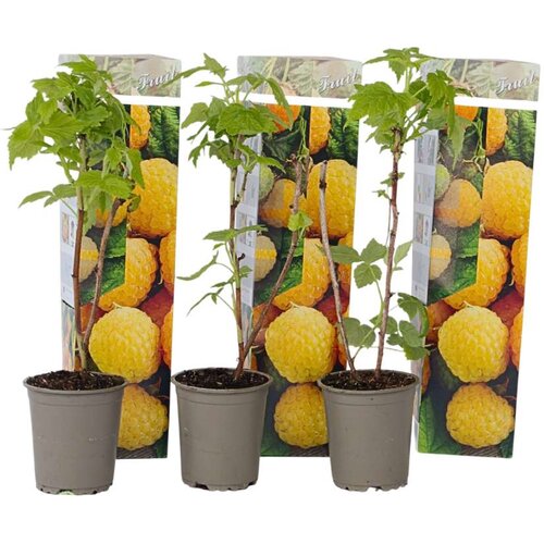 Plant in a Box malina - 3 kos - rubus idaeus 'fallgold' - višina 25-40cm - ⌀9cm, (21757838) Cene