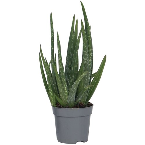 Plant in a Box aloe vera - aloe barbadensis - višina 25-40cm - ⌀10,5cm, (21758227) Cene