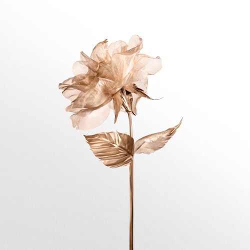 Tiffany &amp;amp; Co. Rose Gold parfumska voda za ženske 50 ml Slike