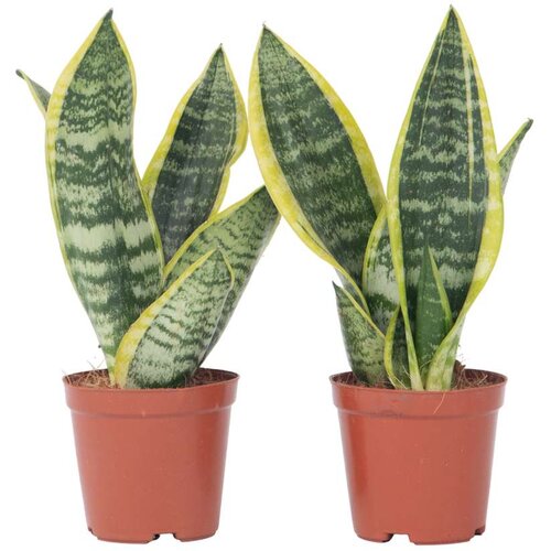Plant in a Box taščin jezik - 2 kos - sansevieria trifasciata superba - višina 35-40cm - ⌀12cm, (21757875) Cene