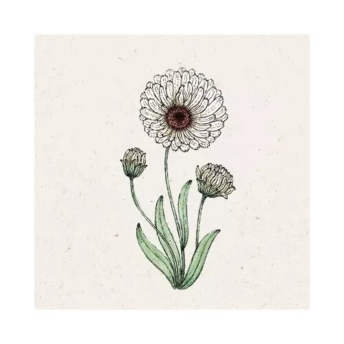  Ognjič 'Snow Princess' Calendula Cene