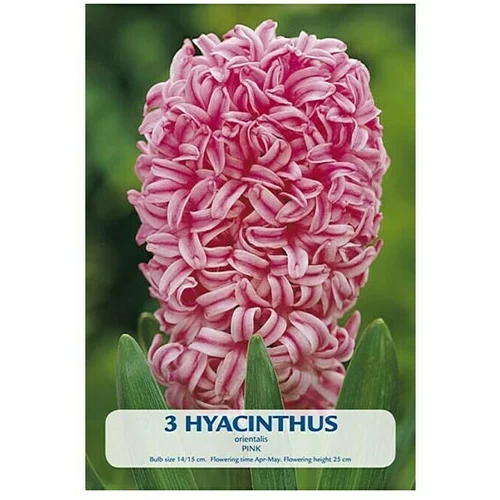  Cvjetne lukovice Zumbul Pink (roze boje, Botanički opis: Hyacinthus)