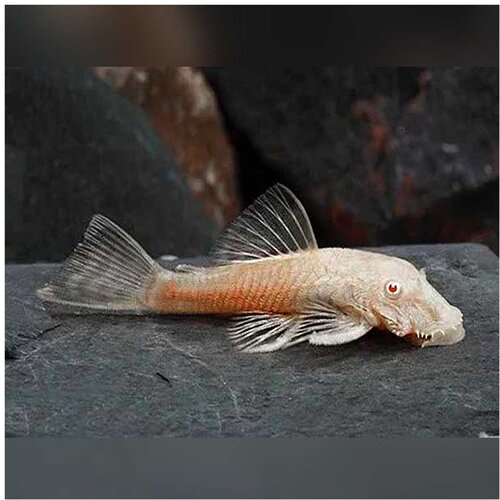 Akvarijum Centar Ancistrus sp. - Ancistrus albino Cene