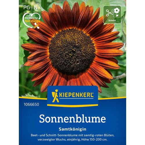 KIEPENKERL Sončnica "žametna kraljica" - 1 pkt. Cene