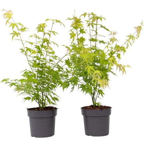 Plant in a Box japonski javor - 2 kos - acer palmatum 'orange dream' - višina 60-70cm - ⌀19cm, (21757583) Cene