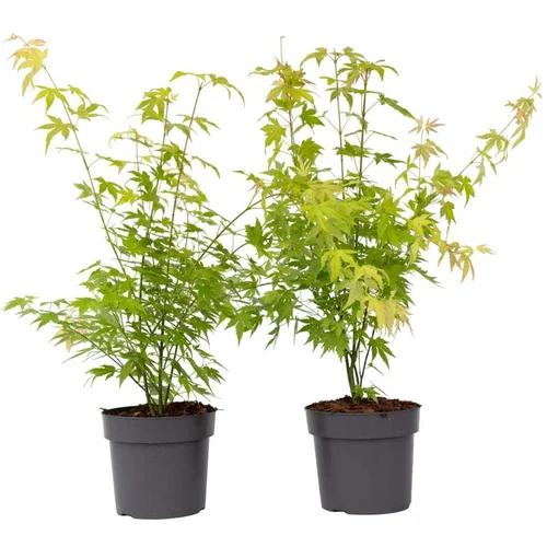 Plant in a Box Japonski javor - 2 kos - Acer palmatum 'Orange Dream' - Višina 60-70cm - ⌀19cm, (21757583)