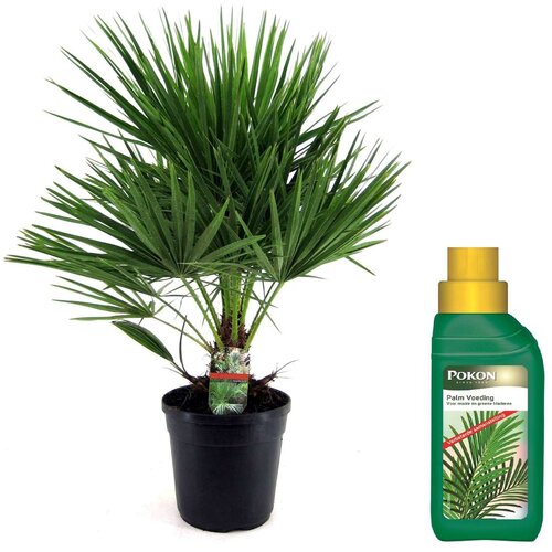 Plant in a Box evropska palma - chamaerops humilis - vi&amp;scaron;ina 70-80cm - ⌀21cm, (21757367) Slike
