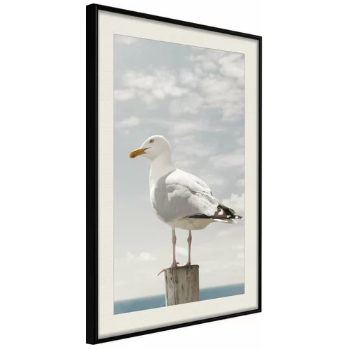  Poster - Curious Seagull 20x30