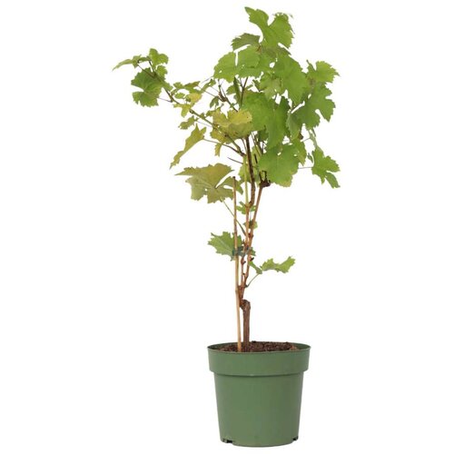 Plant in a Box vinska trta - vitis vinifera 'himrod' - višina 60-75cm - ⌀21cm, (21757418) Cene