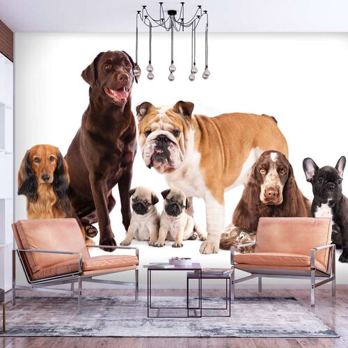  Tapeta - Dog Integration 150x105 Slike