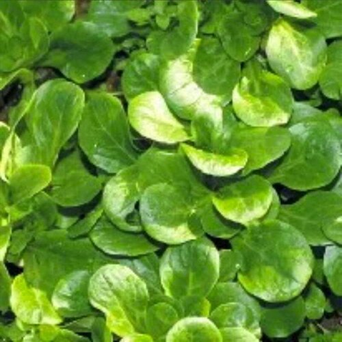 BIO motovilec "Coquille de Louviers" - 4 g Cene