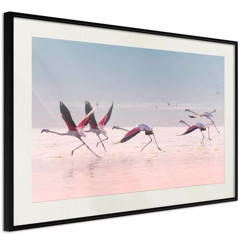  Poster - Flamingos Breaking into a Flight 30x20