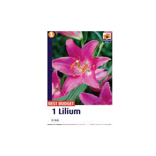  Ljiljan A1 Pink 14/16 AG Cijene