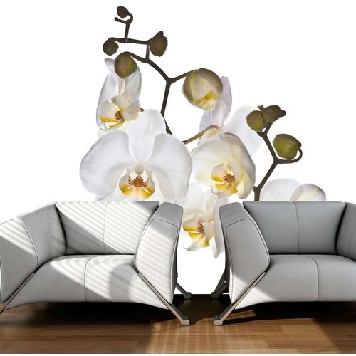  Tapeta - Shyness 250x193 Slike