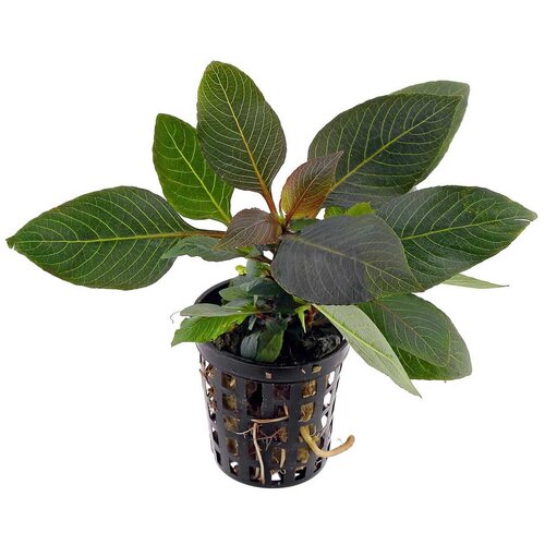 Rainforest Nomaphila stricta compact Cene