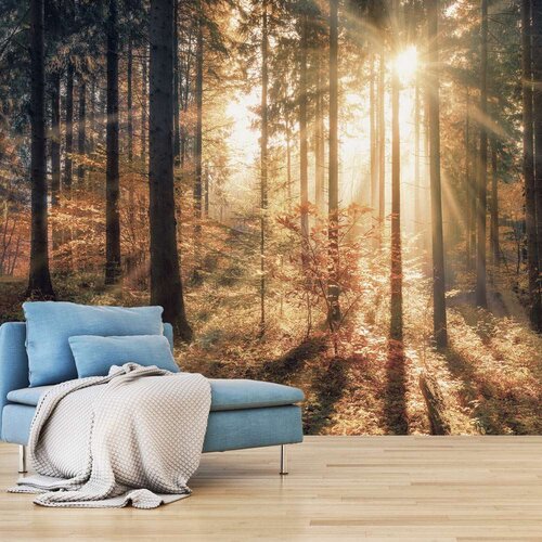  Samoljepljiva foto tapeta - Autumnal Forest 245x175 Slike