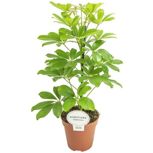 Rasadnik Topalović schefflera Nora 13/45 Cene