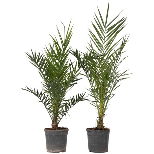 Plant in a Box kanarski datljevec - 2 kos - phoenix canariensis - višina 80-100cm - ⌀19cm, (21757496) Cene