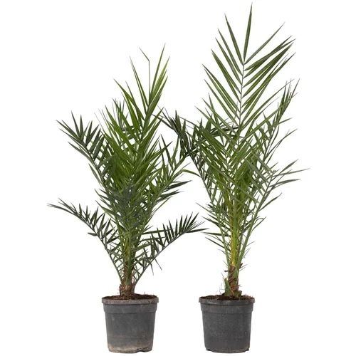 Plant in a Box Kanarski datljevec - 2 kos - Phoenix canariensis - Višina 80-100cm - ⌀19cm, (21757496)