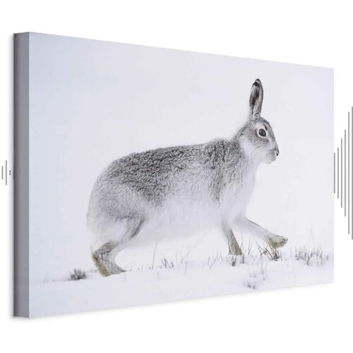  Slika - Hare (1 Part) Wide 60x40 Akustična Cene