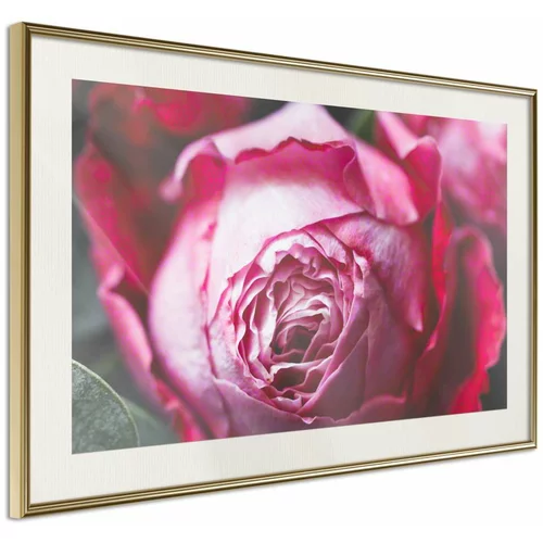  Poster - Blooming Rose 60x40