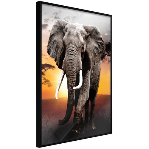  Poster - Majestic Elephant 20x30