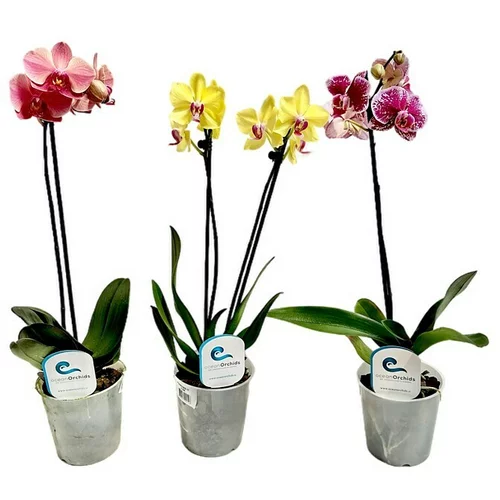 Piardino Phalaenopsis (Veličina tegle: 12 cm, Razne boje, Broj izdanaka: 1 Kom., Uspravno)