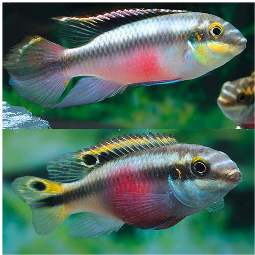 Akvarijum Centar Pelvicachromis pulcher - Kribenzis Cene