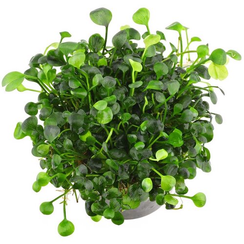 Rainforest Marsilea hirsuta Cene
