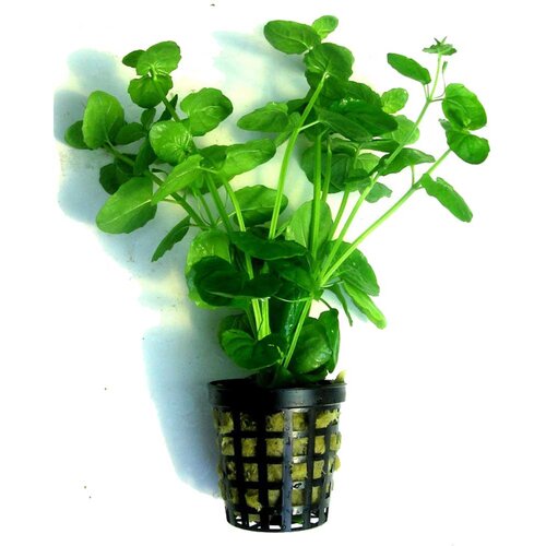 Rainforest Micromeria brownei Cene