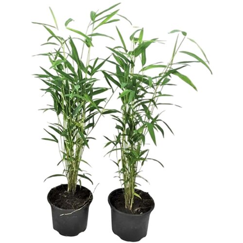 Plant in a Box bambus - 2 kos - fargesia papyrifera 'blue dragon' - višina 30-40cm - ⌀13cm, (21757677) Cene