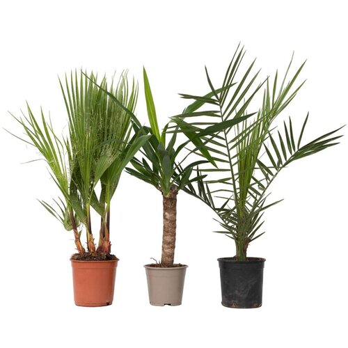 Plant in a Box notranja me&amp;scaron;anica palm - 6 kos - indoor palmmix - vi&amp;scaron;ina 50-70cm - ⌀14cm, (21758050) Slike