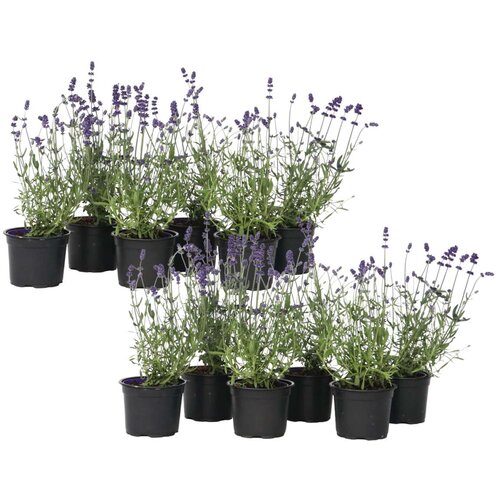 Plant in a Box lavendin - 12 kos - lavandula angustifolia - višina 10-15cm - ⌀10,5cm, (21757620) Cene