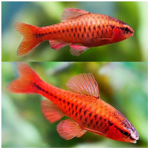 Akvarijum Centar puntius titteya Cene