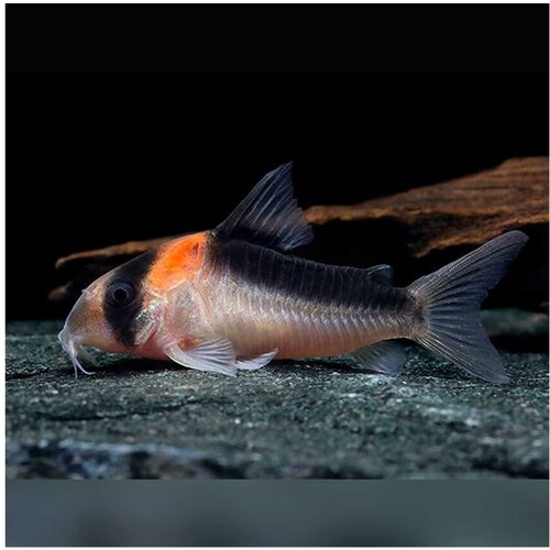 Akvarijum Centar Corydoras duplicareus Cene