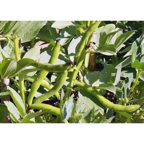 Kokopelli Bio bob &bdquo;Aquadulce&ldquo; - 100 g Cene