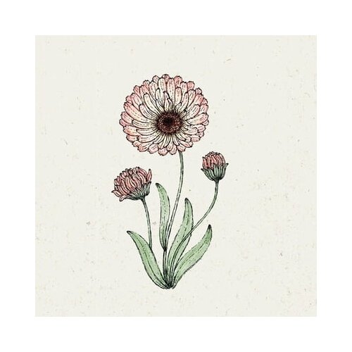 Jora Dahl Calendula "Bronzed Beauty" - ognjič Cene